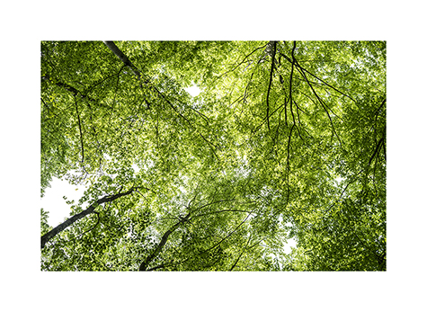 Buchenwald im Naturwaldreservat Schlapbach in den Chiemgauer Alpen