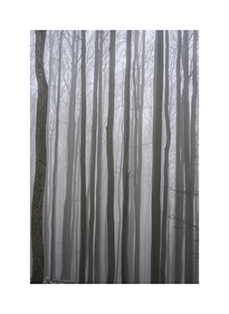 Nebeliger Wald im Naturwaldreservat Loeserhag im Winter