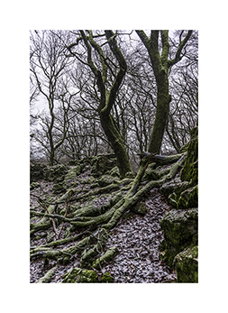 Buchenwald an der Goldgrube im Taunus
