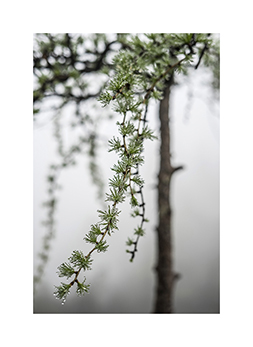 Nasser Laerchenast im Naturwaldreservat Fischbach in den Chiemgauer Alpen