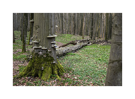 Buchenurwald im Nationalpark Hainich