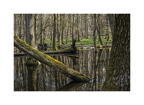 Urwald im Nationalpark Hainich