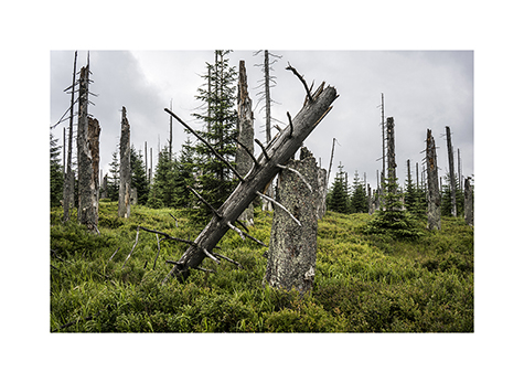 Abgestorbene Baeume und junge Fichten im Nationalpark Bayerischer Wald