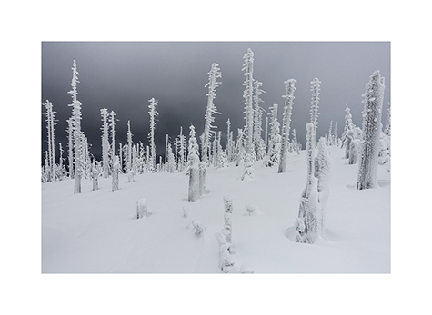 Verschneiter Wald im Nationalpark Bayerischer Wald
