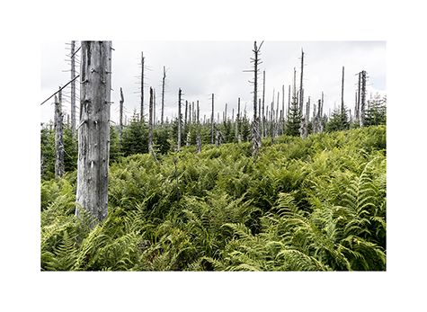 Abgestorbene Baeume und junge Fichten im Nationalpark Bayerischer Wald