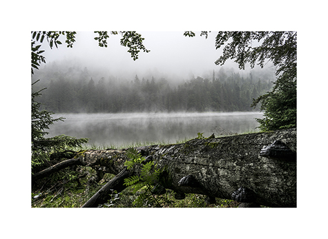 Umgestuerzer Baum am Rachelsee im Nationalpark Bayerischer Wald