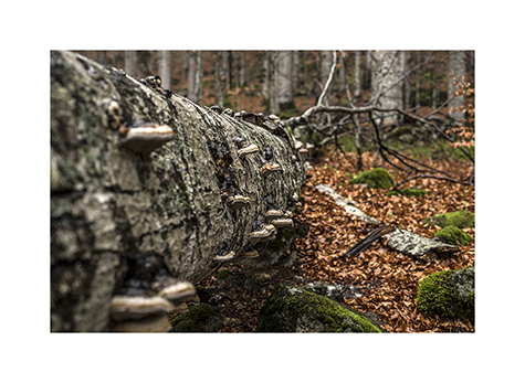 Buchenurwald im Nationalpark Biogradska Gora