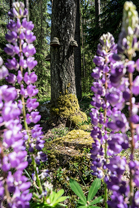 Fotos-Radreise-Baltikum