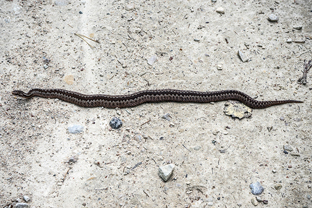 Fotos-Radreise-Baltikum