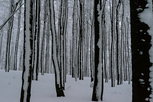 Winter-Boehmer-Wald
