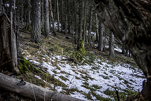 Winter-Bulgarien-Pirin