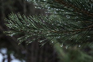 Winter-Bulgarien-Pirin