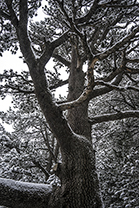 Winter-Bulgarien-Pirin