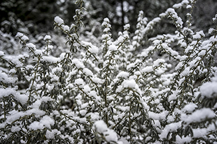 Winter-Bulgarien-Pirin