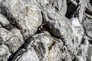 Winter-Bulgarien-Pirin