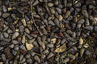 Winter-Bulgarien-Pirin