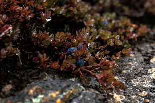 Fotos-Arctic-Circle-Trail