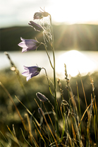 Fotos-Arctic-Circle-Trail