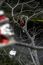 Fotos-Arctic-Circle-Trail