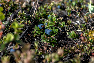 Fotos-Arctic-Circle-Trail