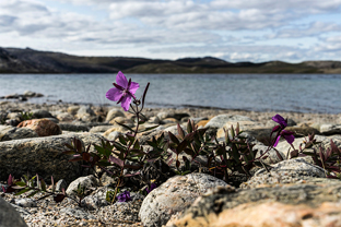 Fotos-Arctic-Circle-Trail