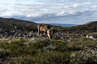 Fotos-Arctic-Circle-Trail