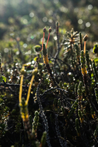 Fotos-Arctic-Circle-Trail