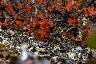 Fotos-Arctic-Circle-Trail