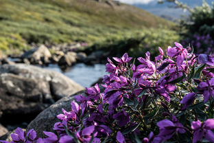 Fotos-Arctic-Circle-Trail