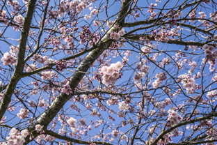 Fotos-Nationalpark-Hainich