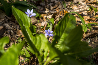 Fotos-Nationalpark-Hainich