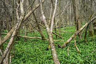 Fotos-Nationalpark-Hainich