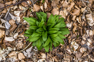 Fotos-Nationalpark-Hainich