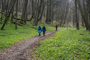 Fotos-Nationalpark-Hainich