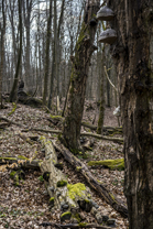 Fotos-Nationalpark-Hainich