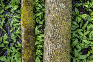 Fotos-Nationalpark-Hainich