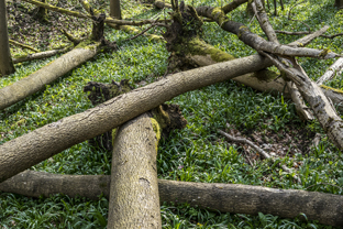 Fotos-Nationalpark-Hainich