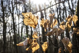 Fotos-Nationalpark-Hainich