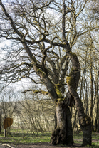 Fotos-Nationalpark-Hainich