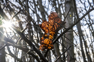 Fotos-Nationalpark-Hainich