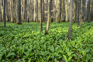 Fotos-Nationalpark-Hainich