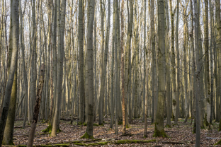 Fotos-Nationalpark-Hainich