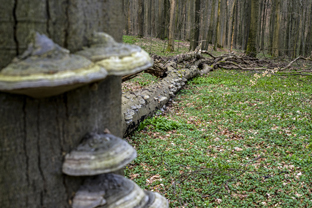 Fotos-Nationalpark-Hainich