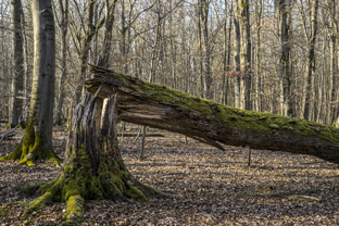 Fotos-Nationalpark-Hainich