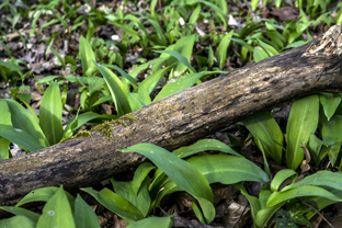 Fotos-Nationalpark-Hainich