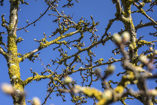 Fotos-Nationalpark-Hainich