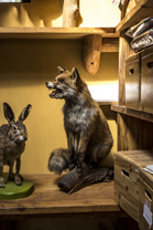 Fotos-Nationalpark-Hainich