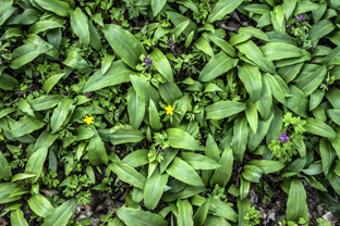 Fotos-Nationalpark-Hainich