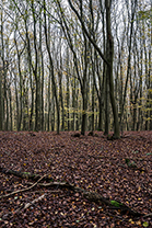 Fotos-Eifel-Hohes-Venn