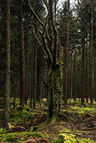 Fotos-Eifel-Hohes-Venn